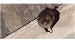gallery thumbnail image