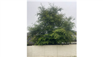 gallery thumbnail image