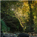 gallery thumbnail image