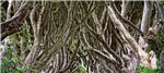 gallery thumbnail image