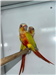 gallery thumbnail image