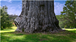 gallery thumbnail image