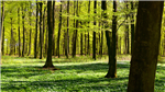 gallery thumbnail image