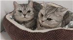 gallery thumbnail image